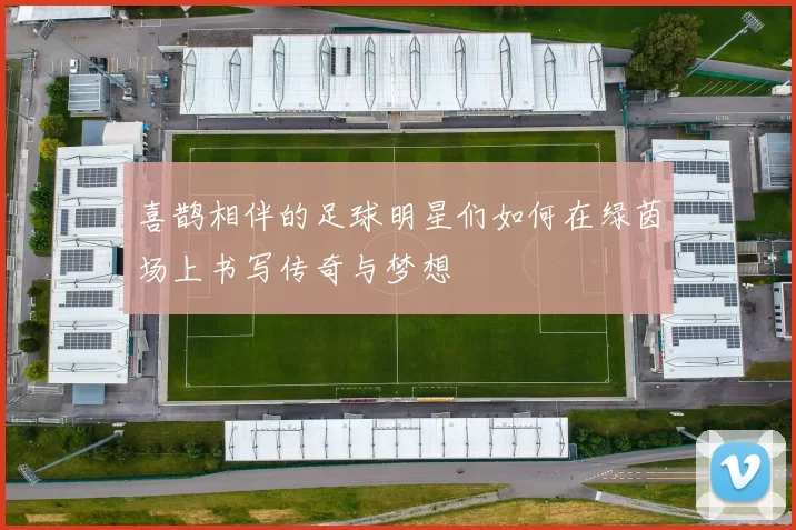 喜鹊相伴的足球明星们如何在绿茵场上书写传奇与梦想